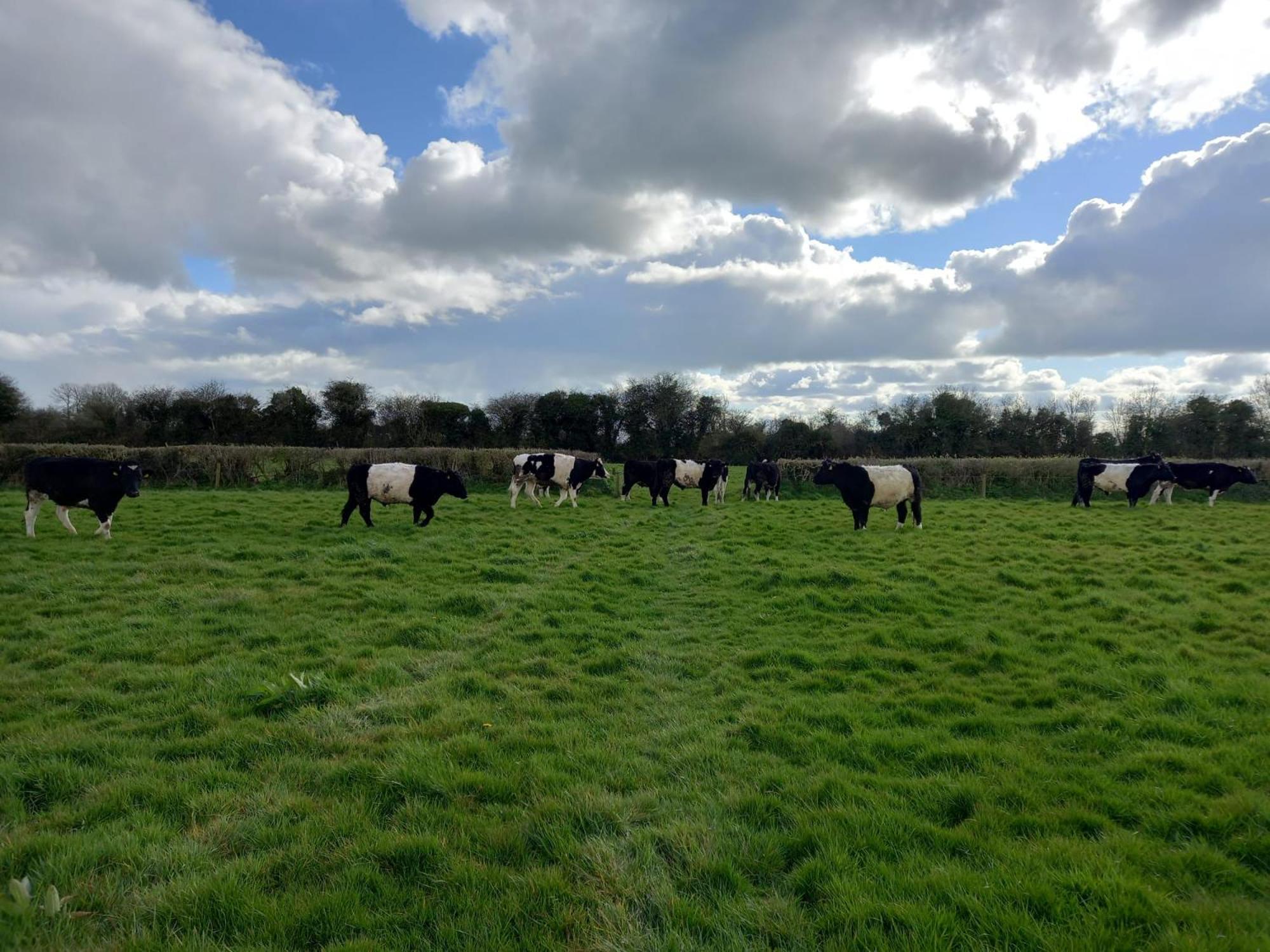 Kitty'S Cottage - Horse And Jockey, Cashel Thurles Extérieur photo