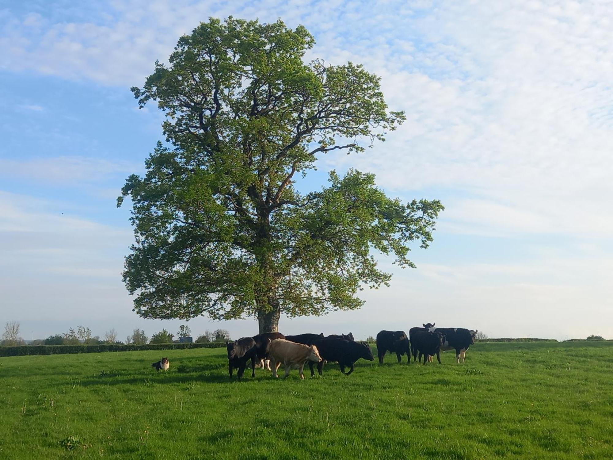 Kitty'S Cottage - Horse And Jockey, Cashel Thurles Extérieur photo