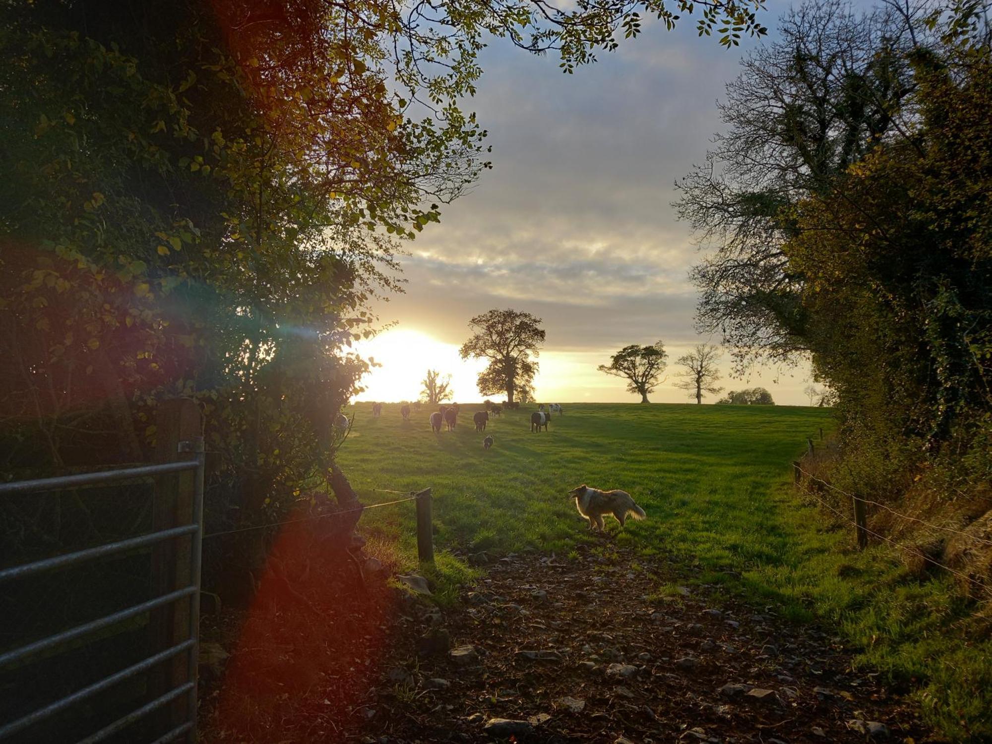 Kitty'S Cottage - Horse And Jockey, Cashel Thurles Extérieur photo