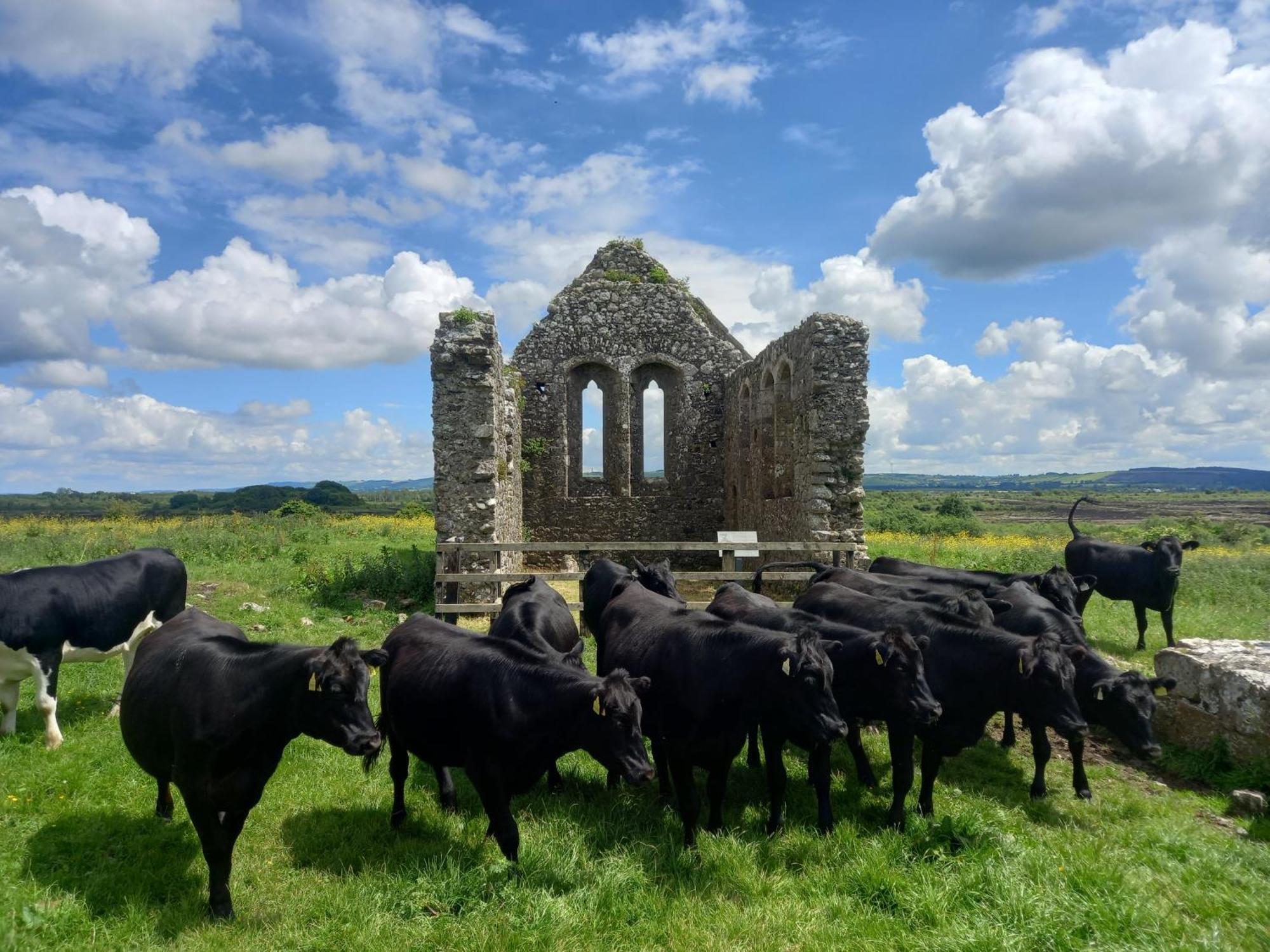 Kitty'S Cottage - Horse And Jockey, Cashel Thurles Extérieur photo